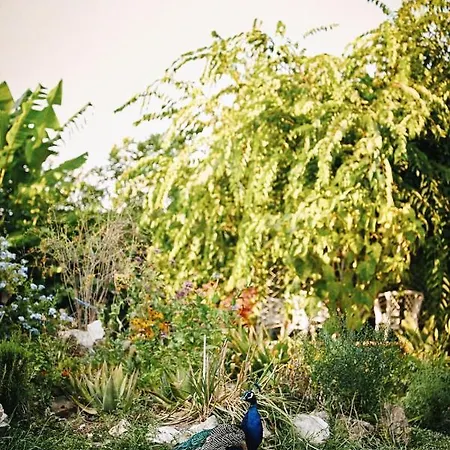 The Artist'S Farm Βίλα Διγελιώτικα Εξωτερικό φωτογραφία